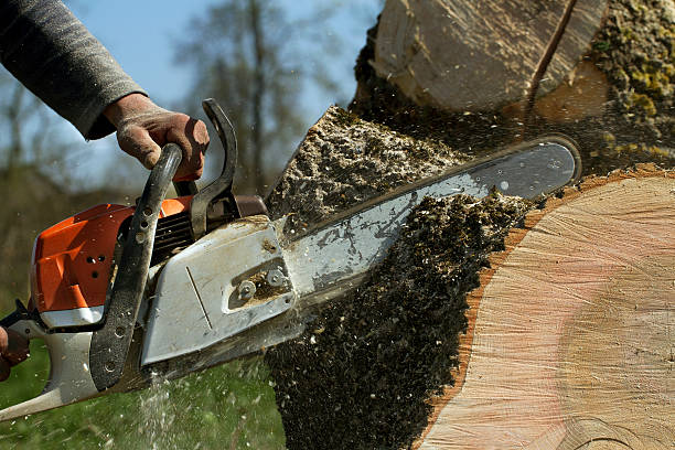 Jonesboro, LA  Tree Services Company